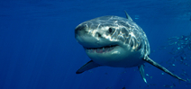 Western Australian shark cull halted Photo