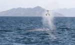 Ig Nobel Award for whale sample collection Photo