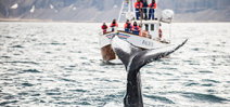 Icelandic fin whale hunt cancelled Photo