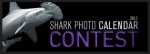 Call for entries: Shark Angels Calendar Contest Photo