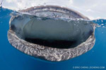One spot left: whale shark aggregation expedition, Aug 10-14, 2011 Photo