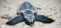 Turtle conservationist murdered in Costa Rica Photo