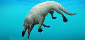 Amphibious Whale Fossils Discovered Photo