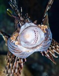 Study investigates lionfish hunting techiques Photo