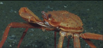 Video: Crab vs. methane vent Photo