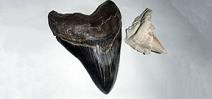Image Request: NC Megalodon teeth hunting Photo