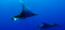 Study shows that devil rays dive deep Photo