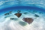 Decline in rays at Stingray City Photo