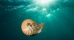Nautilus becomes threatened by over-fishing Photo