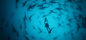 Film: Malpelo, the island of the Hammerhead sharks by Didier Noirot Photo