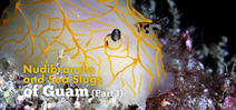 Video: Nudibranchs and Sea slugs of Guam part one Photo