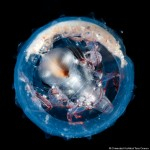 BBC Nature features plankton images Photo