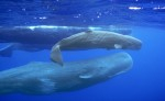 Ocean Giants to air on PBS Nature Photo