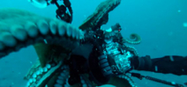Video: Octopus snags camera rig (almost) Photo