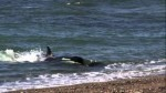 Amazing footage of orca predation on YouTube Photo