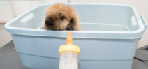 Help the Shedd Aquarium name their famous sea otter pup Photo