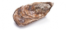 New study shows why oyster recovery in Chesapeake Bay is struggling Photo