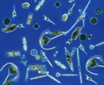 Study shows decline in plankton Photo
