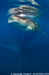 Ultimate whale sharks thread open on forum Photo