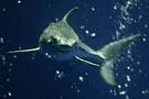 Monterey Bay Aquarium tags, releases captive great white shark Photo