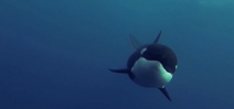 Video: Orcas at play Photo