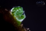 Little green shrimp footage on forum Photo