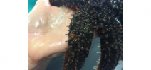 Scientists solve mystery of sea star wasting syndrome on west coast Photo