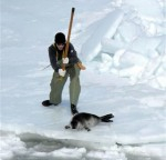 Russia bans import and export of harp seal pelts Photo