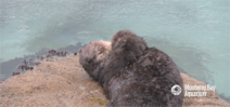Visitors to Monterey Bay aquarium treated to birth of wild sea otter Photo