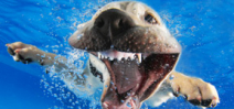 Seth Casteel releases underwater puppies book Photo