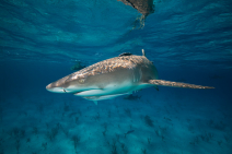 Australia’s Greg Hunt approves shark cull Photo