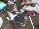 Florida bans killing of tiger and hammerhead sharks Photo