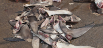 NOAA proposal weakens state shark finning statutes Photo