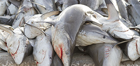 Article Emphasizes Artisanal Fishing Threat to Shark Populations Photo