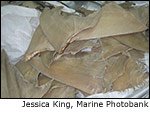 Westchester County considers banning shark fin products Photo
