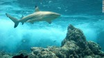 New study shows shark numbers significantly dimished Photo
