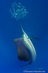Amazing sailfish images in the forum Photo