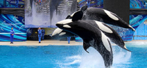 Seaworld to continue orca shows Photo