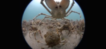 Shooting a dome projected video - including giant spider crab migration Photo