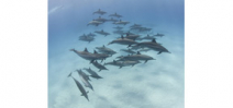 Government proposes ban on swimming with wild Hawaiian spinner dolphins Photo