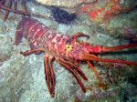 Volunteers needed for lobster fishery management plan Photo