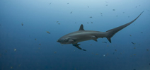 Thresher sharks stun prey with tail slaps Photo