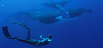 Video: Tofua’a: Seeing Eye to Eye with Tonga’s Humpback Whales. Photo