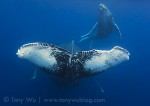 Tony Wu catalogs humpback whale calves in Tonga Photo