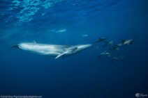 Kickstarter campaign to find the loneliest whale in the ocean Photo
