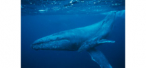 New paper shows whale ears “float” in their heads Photo