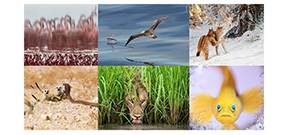 WPOTY18: Highly Commended images preview Photo