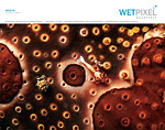 Wetpixel Quarterly issue 6 now available Photo