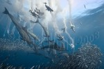 Predators in sardine baitball by Earth Touch Crew Photo