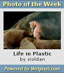 Wetpixel Photo of the Week now on Facebook and WordPress Photo